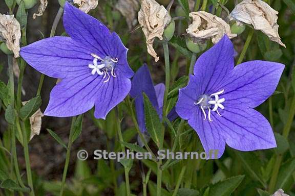 platycodon grandiflorus 1 graphic